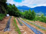 Terreno agricolo in vendita a Isera