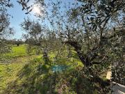 Terreno agricolo in vendita a Latina