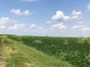 Terreno agricolo in Vendita a Legnago