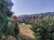 Terreno agricolo in vendita a Livorno