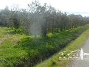 Terreno agricolo in Vendita a Magione