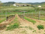 Terreno agricolo in vendita a Magliano in Toscana 188000...