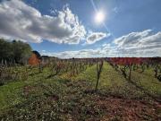 Terreno agricolo in vendita a Manduria