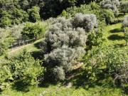 Terreno agricolo in Affitto a Marostica