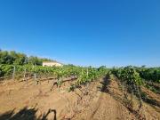 Terreno Agricolo in vendita a Masainas