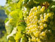 Terreno Agricolo in vendita a Mazara del Vallo