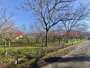 Terreno Agricolo in vendita a Mercato San Severino