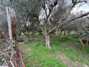 Terreno agricolo in vendita a Milano