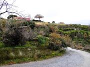 Terreno agricolo in vendita a Milo
