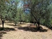 Terreno agricolo in vendita a Minturno