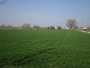 Terreno agricolo in Vendita a Moglia