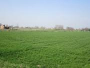 Terreno agricolo in Vendita a Moglia