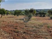 Terreno Agricolo in vendita a Monopoli