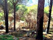 Terreno agricolo in vendita a Monreale