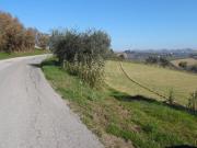 Terreno Agricolo in vendita a Monsampolo del Tronto,...