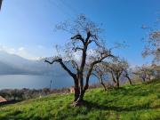 TERRENO AGRICOLO in VENDITA a MONTE ISOLA