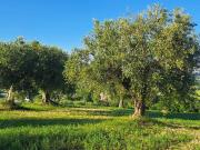 Terreno agricolo in Vendita a Monte Roberto