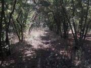 Terreno Agricolo in vendita a Montefredane