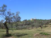 Terreno agricolo in Vendita a Monteodorisio