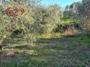 Terreno agricolo in Vendita a Montevarchi