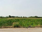 Terreno agricolo in Vendita a Montichiari Sant 'Antonio