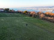 TERRENO AGRICOLO in VENDITA a MUGGIA