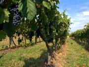Terreno agricolo in vendita a Nodica Vecchiano 1800 mq...