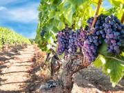 Terreno agricolo in vendita a Noto 18543 mq Rif: 1345257