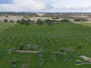 Terreno agricolo in Vendita a Noto
