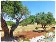 Terreno agricolo in vendita a Ostuni