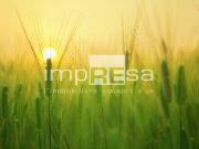 Terreno agricolo in Vendita a Paese