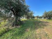Terreno agricolo in Vendita a Partinico