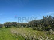 Terreno agricolo in vendita a Partinico