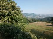 Terreno agricolo in Vendita a Pianello Val Tidone