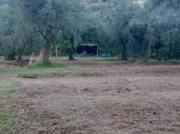 Terreno agricolo in vendita a Pietrasanta