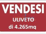 Terreno agricolo in vendita a Pietrasanta