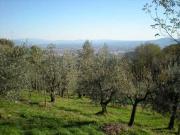Terreno agricolo in vendita a Pistoia