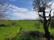 Terreno agricolo in vendita a Pomezia