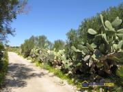 Terreno agricolo in Vendita a Portopalo di Capo Passero