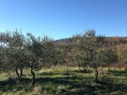 Terreno Agricolo in vendita a Reggello