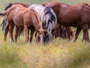 Terreno agricolo in vendita a Reggio Emilia