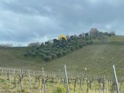 Terreno agricolo in Vendita a Ripatransone