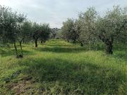 Terreno agricolo in Vendita a Roma