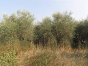 Terreno agricolo in vendita a Rosignano Marittimo