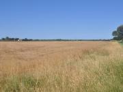 Terreno agricolo in vendita a Rosignano Marittimo