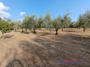 Terreno agricolo in Vendita a Rosignano Marittimo