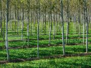 Terreno agricolo in vendita a Roviano