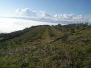 Terreno agricolo in Vendita a San Casciano dei Bagni