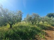 Terreno agricolo in Vendita a San Cesareo