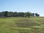 Terreno agricolo in vendita a San Giuliano Terme